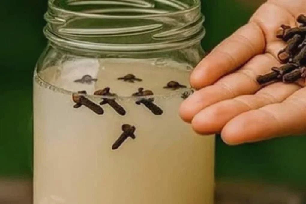 Una mano lascia cadere chiodi di garofano in un barattolo d'acqua